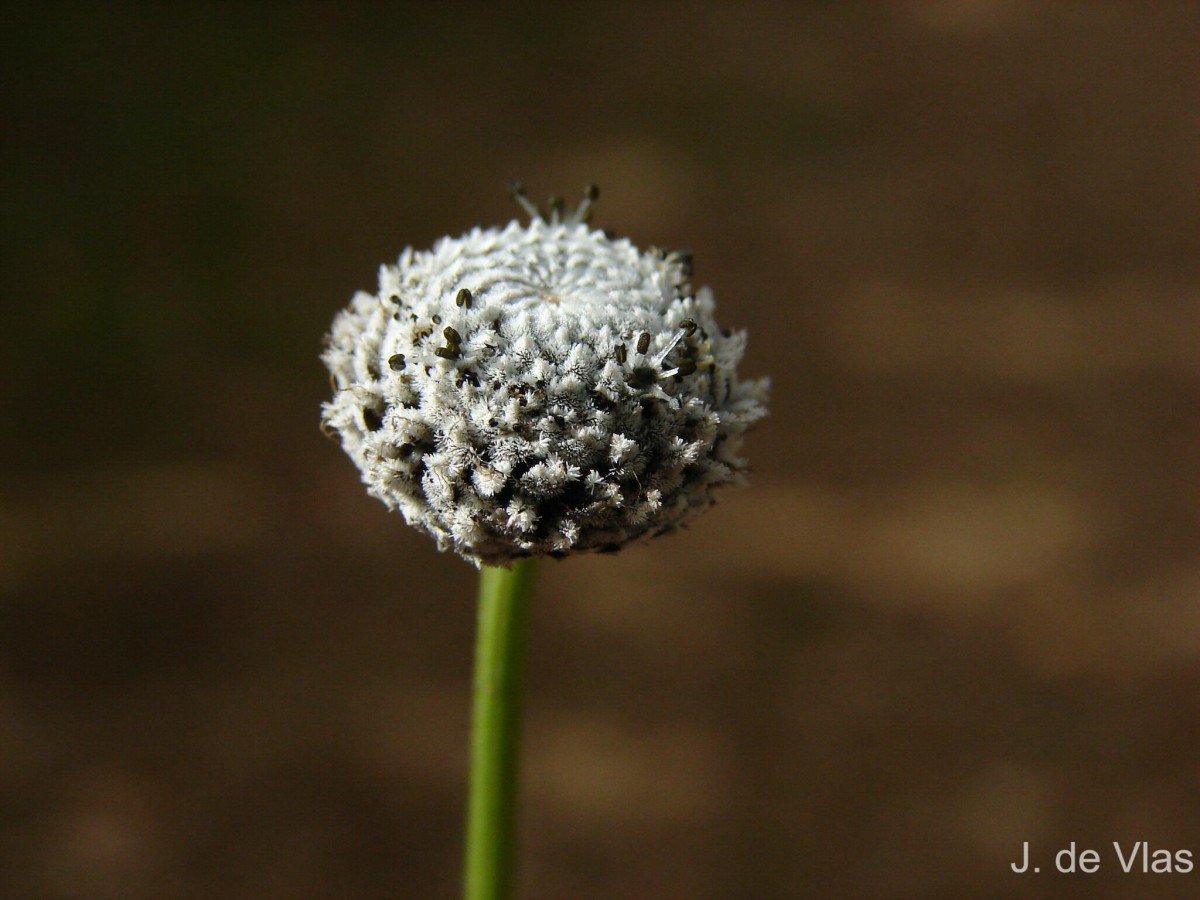 Eriocaulon brownianum Mart.